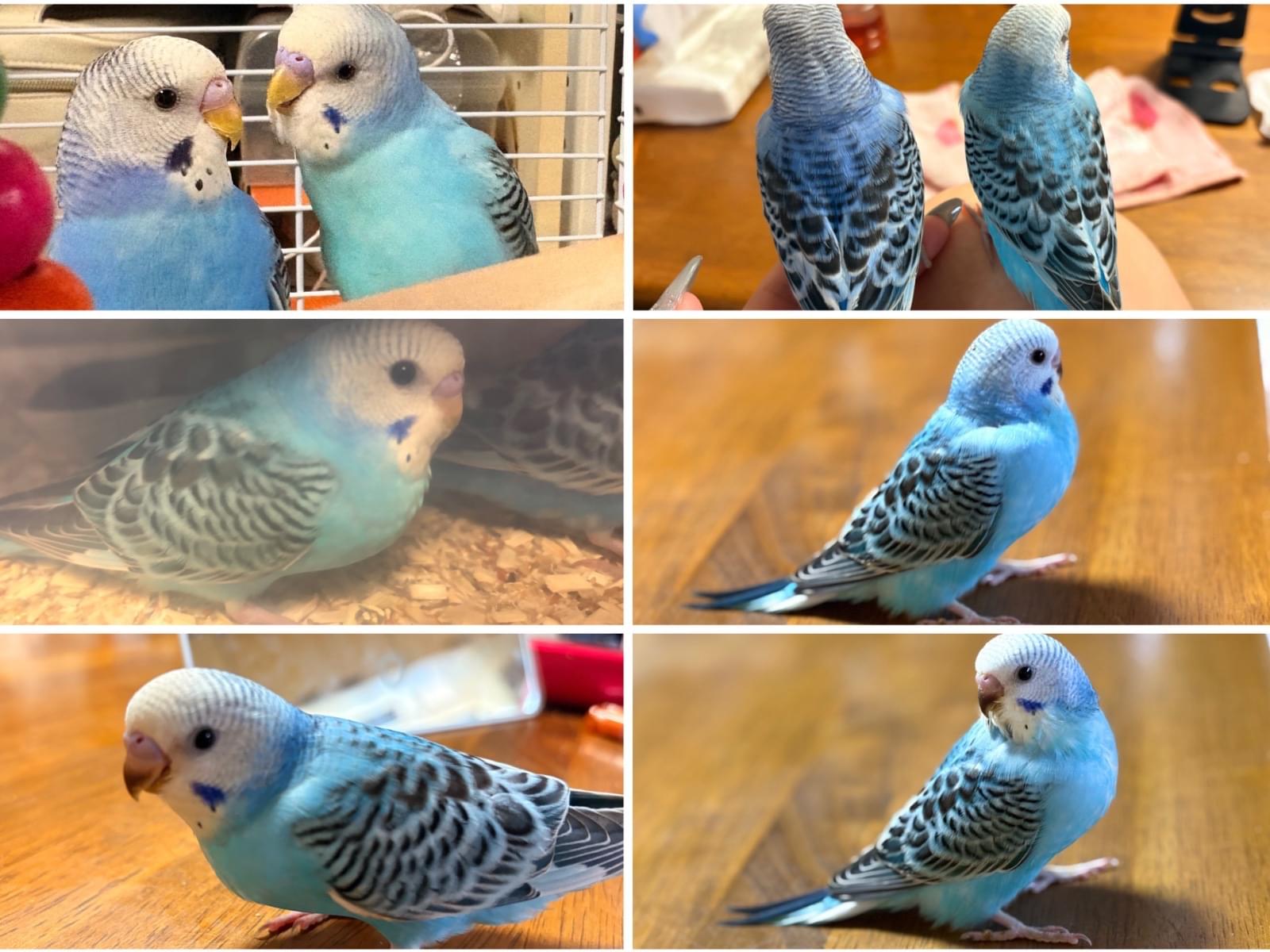るるちゃん