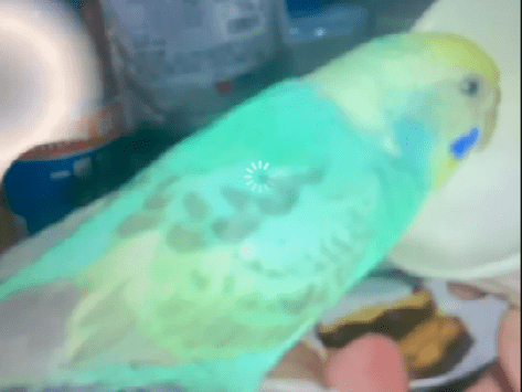 ちみちゃん ちみちゃん