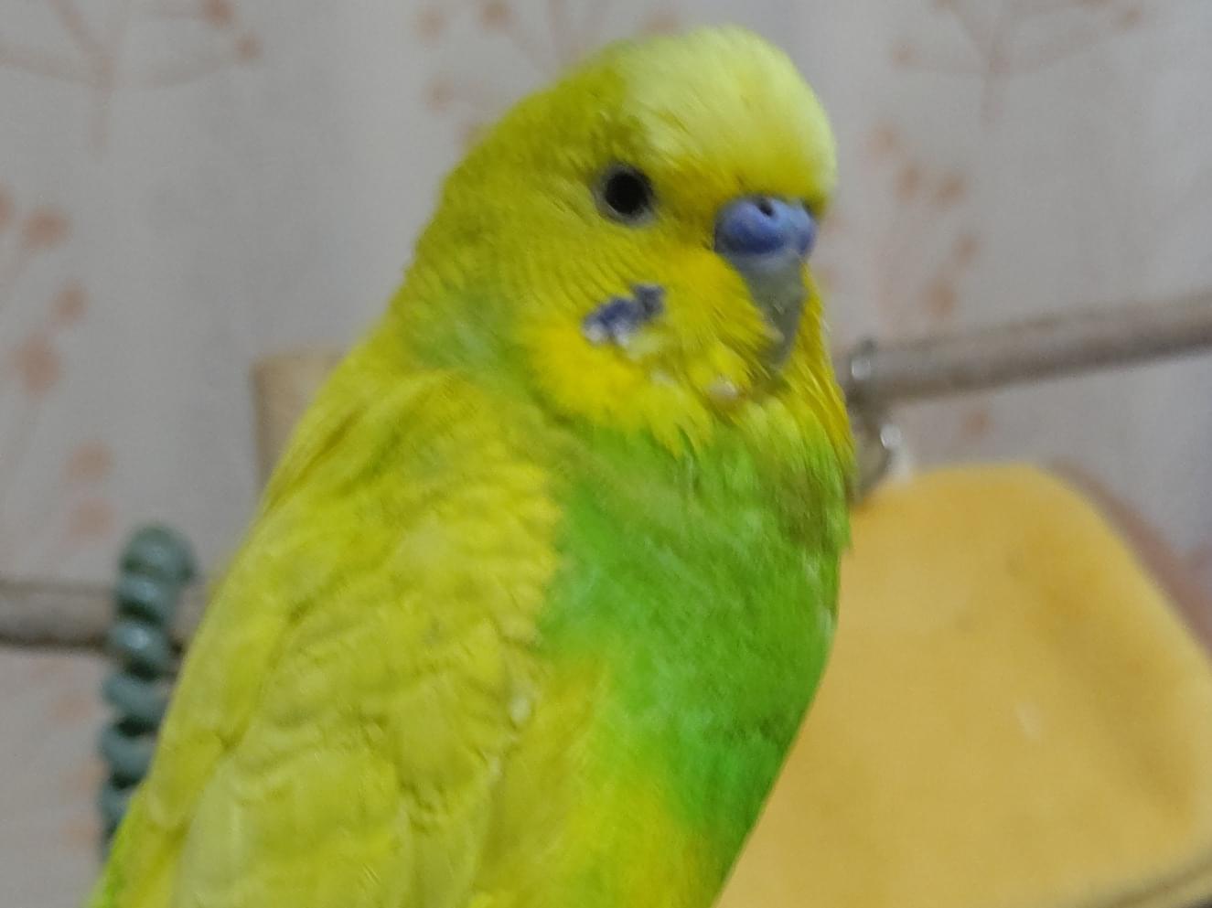 ぴーこちゃん ぴーこちゃん