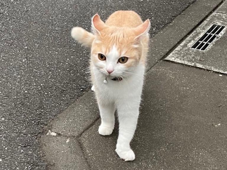 ハクちゃん ハクちゃん