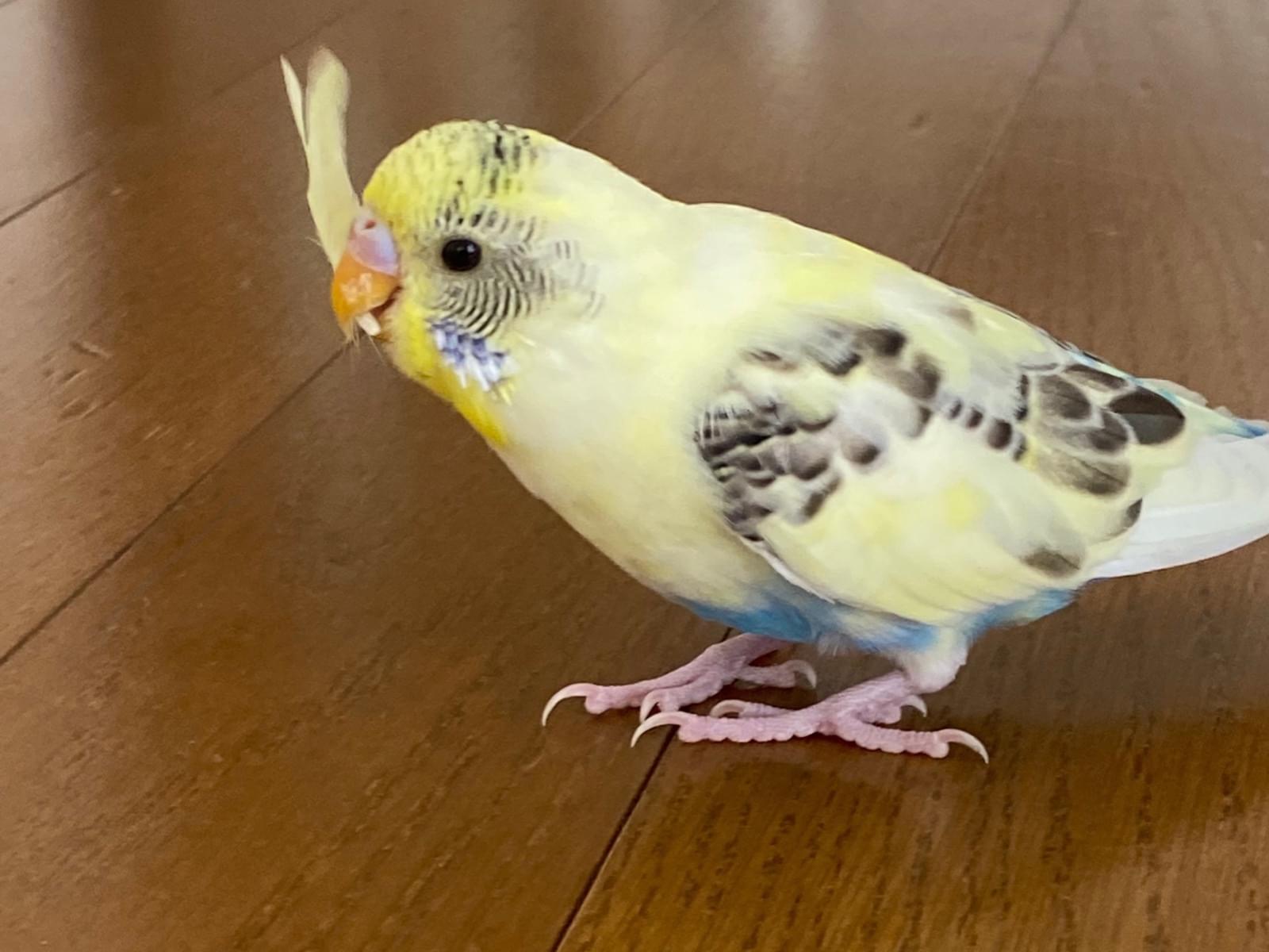 ルーちゃん ルーちゃん