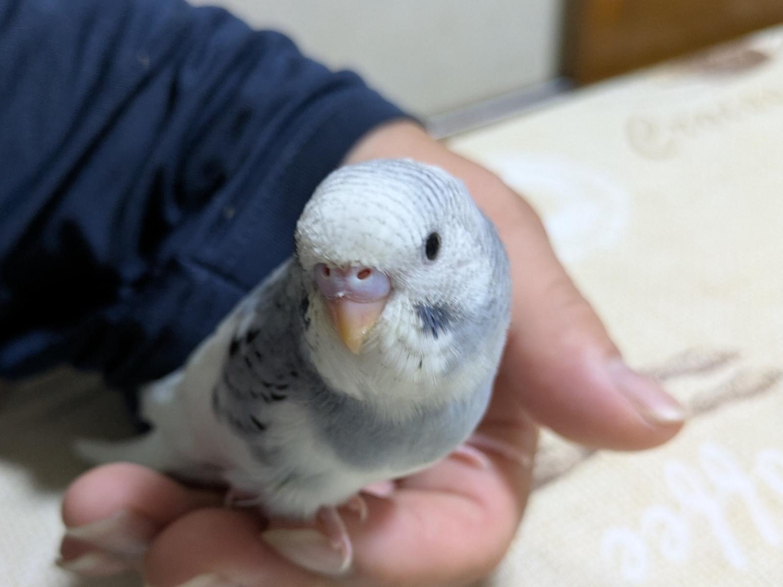 はるちゃん はるちゃん