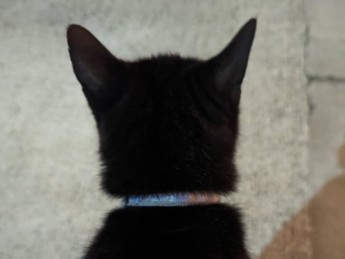 目撃された猫 目撃された猫