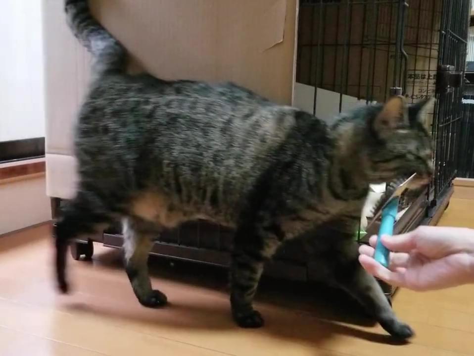 スメちゃん スメちゃん