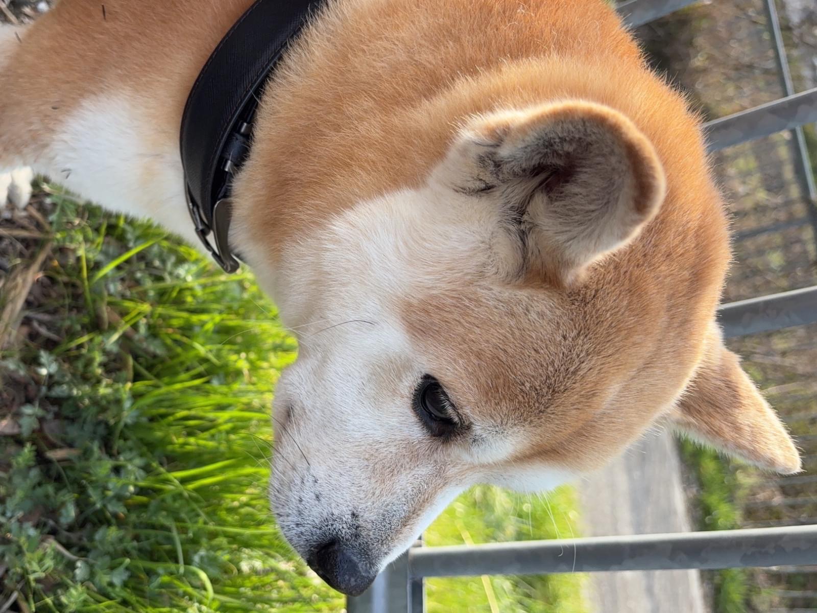保護された犬 保護された犬