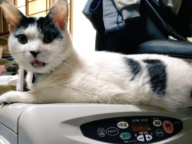 ゴロちゃん ゴロちゃん