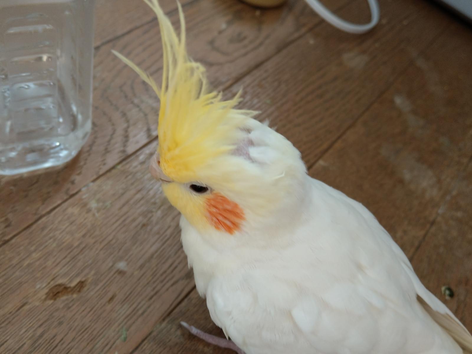 ぼうちゃん ぼうちゃん