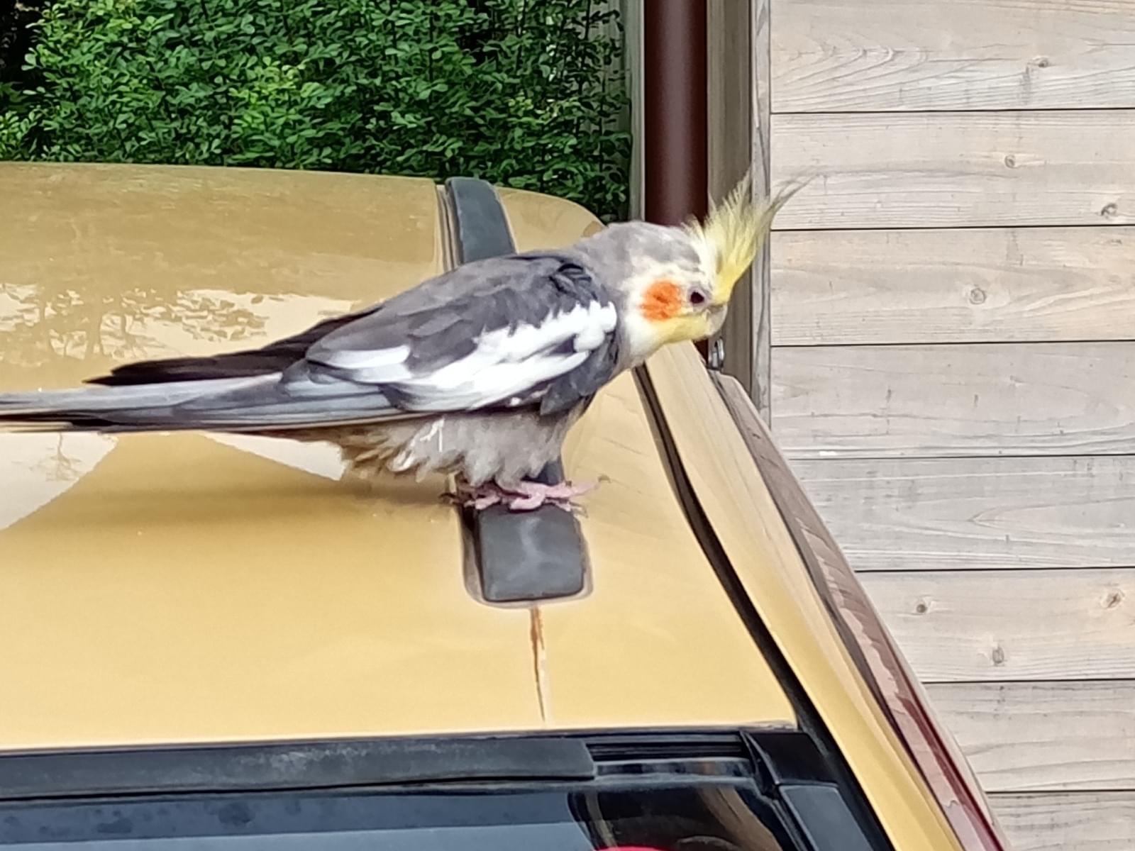 目撃された鳥 目撃された鳥
