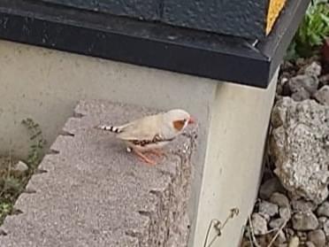 目撃された鳥 目撃された鳥