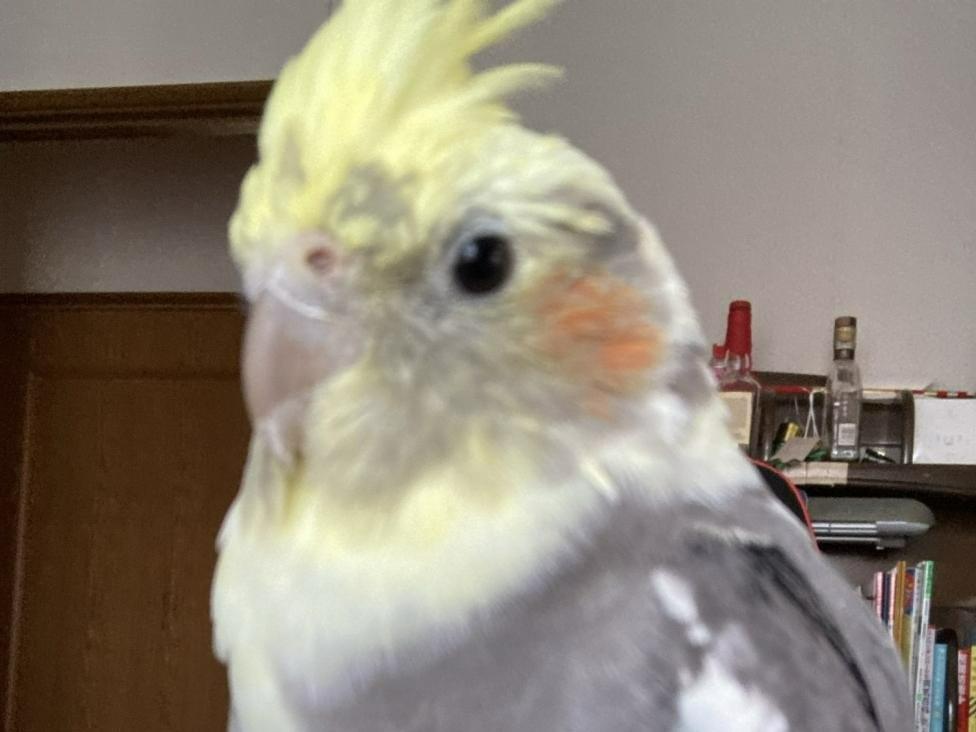 ウメちゃん ウメちゃん