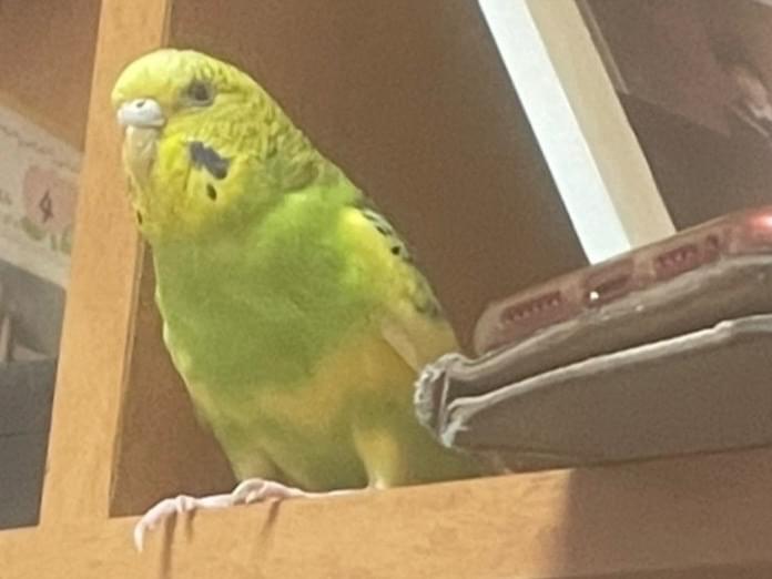 かぼすちゃん かぼすちゃん