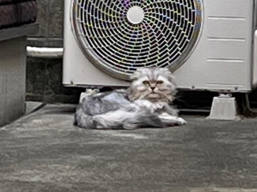 目撃された猫