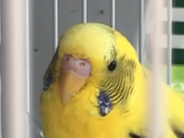 ぴーちゃん ぴーちゃん