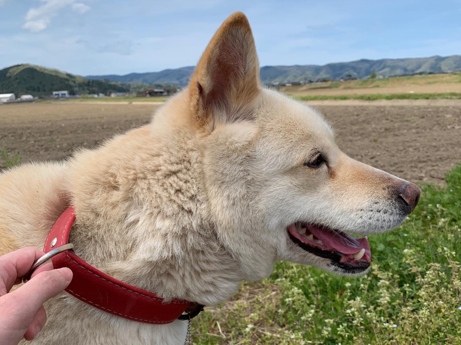 保護された犬 保護された犬