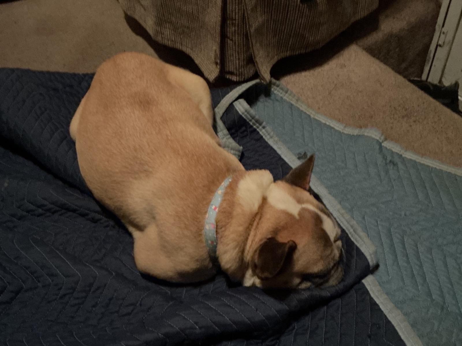 保護された犬 保護された犬