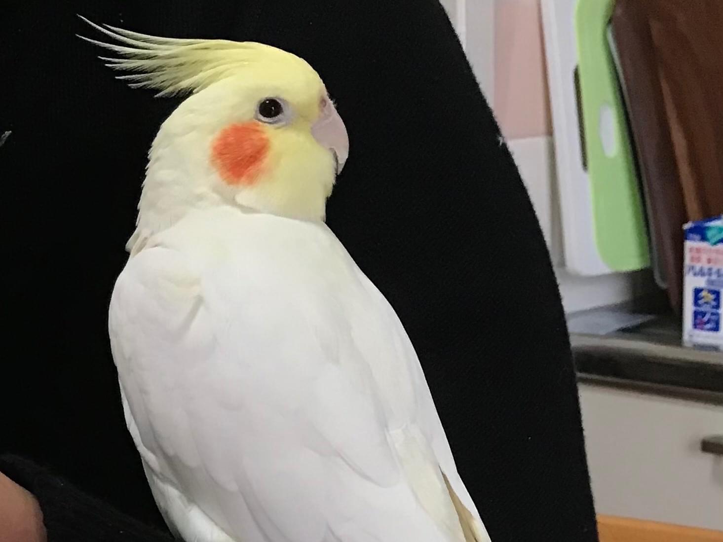 ラギちゃん ラギちゃん