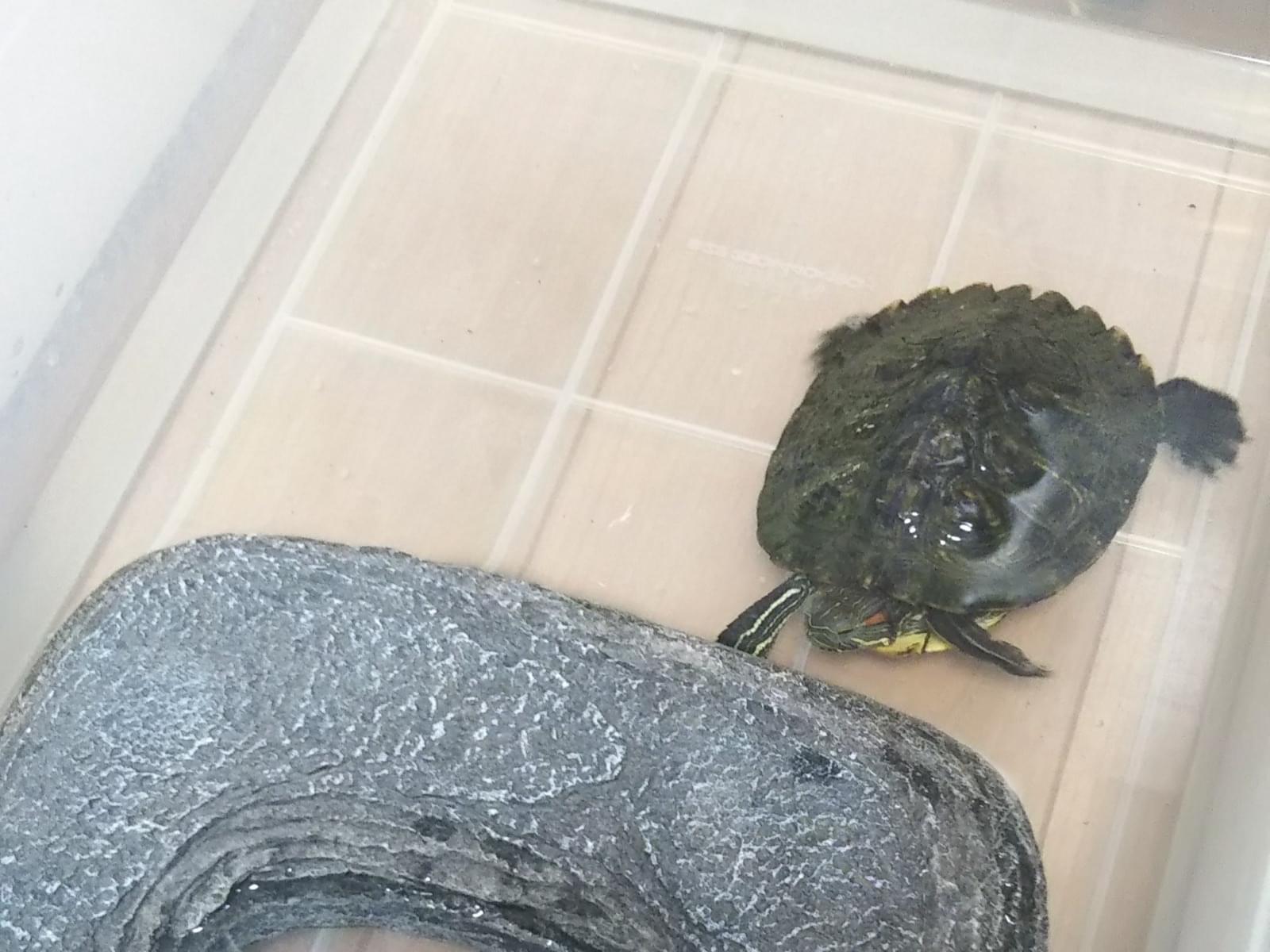 保護されたペット 保護されたペット