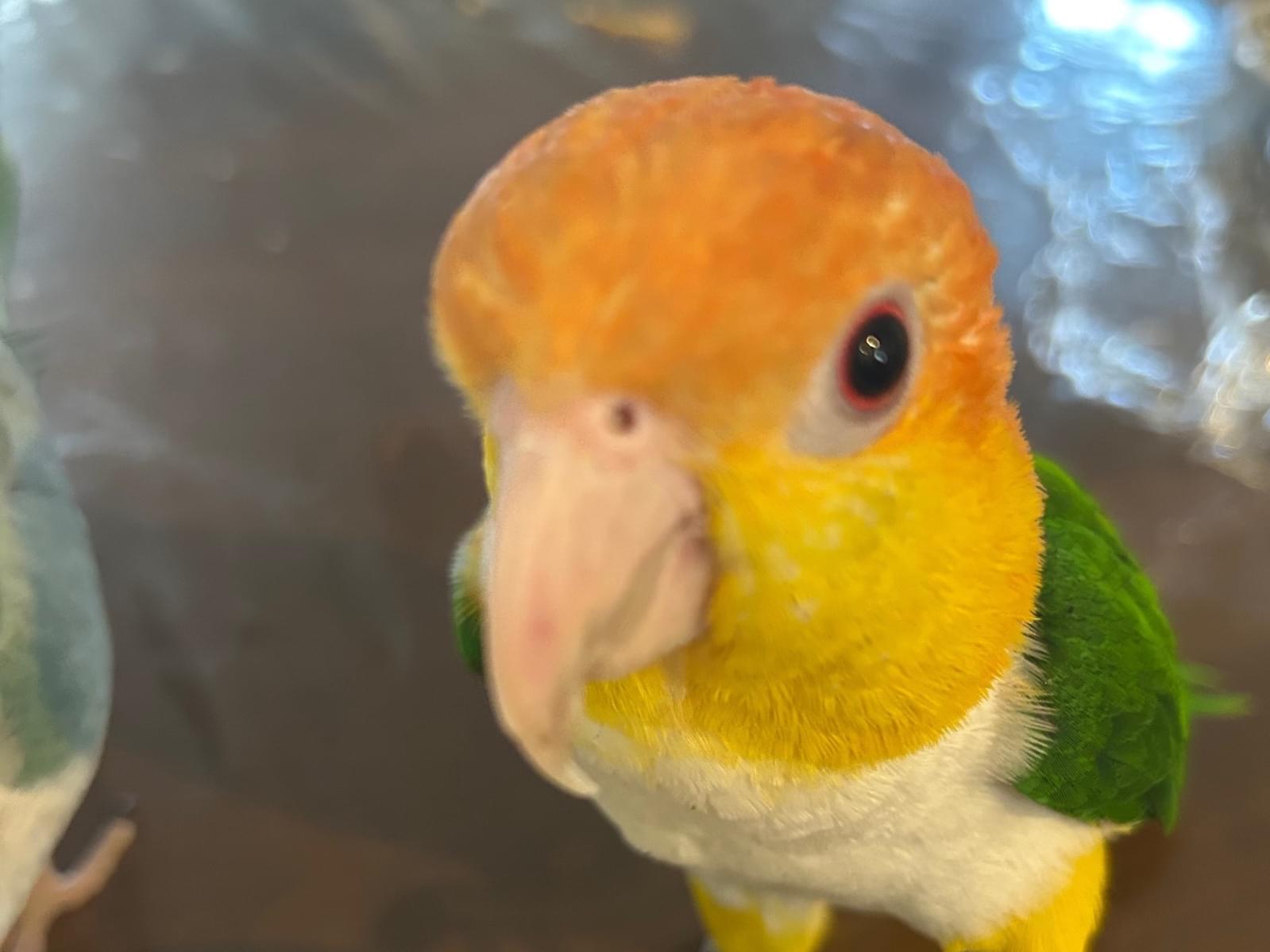 ロッキーちゃん ロッキーちゃん