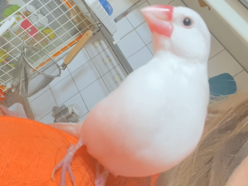 おーちゃん おーちゃん