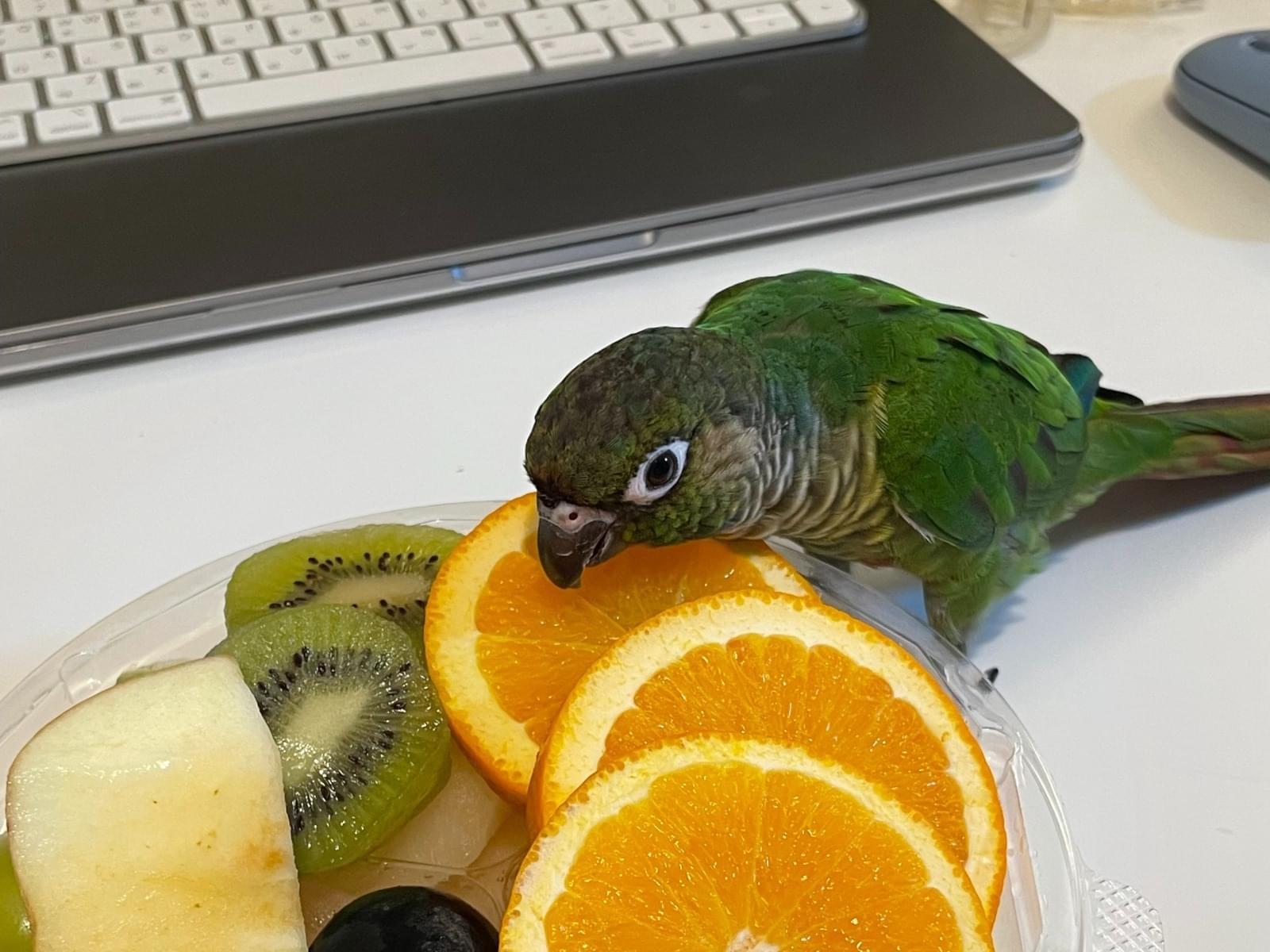 チハちゃん チハちゃん