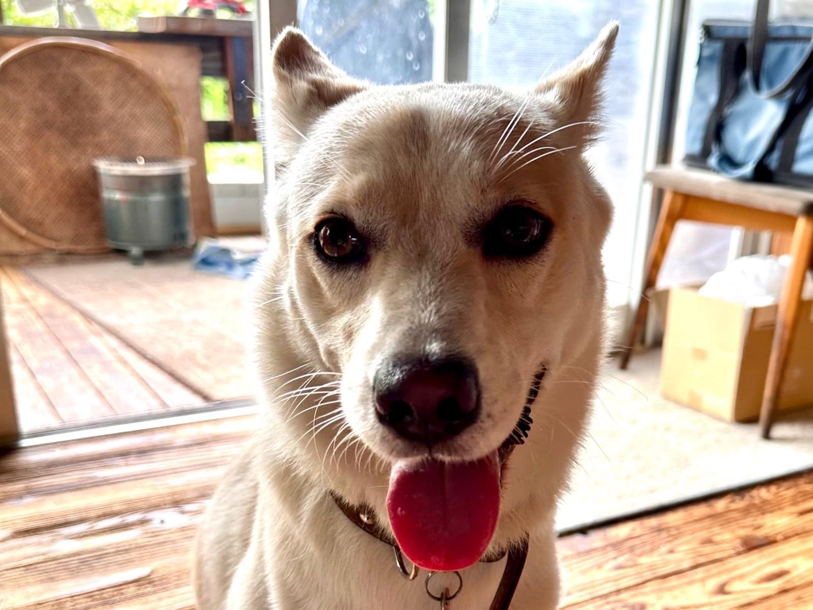 保護された犬