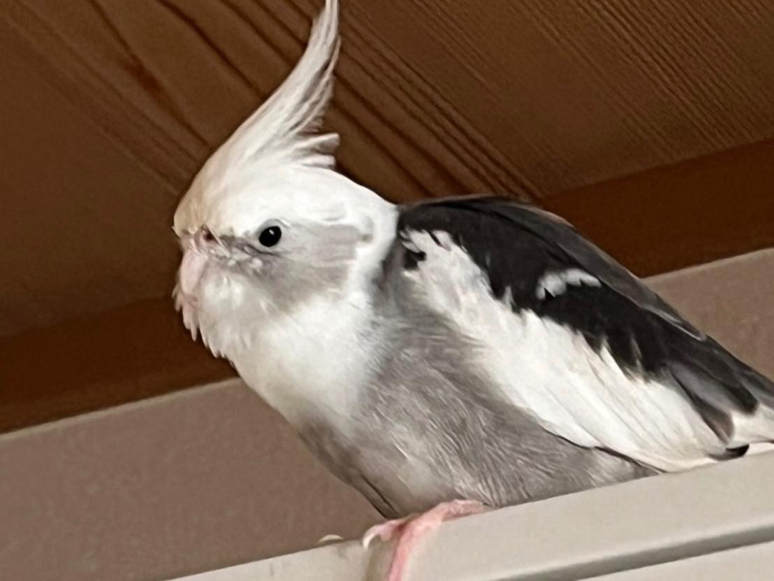 ぱんちゃん ぱんちゃん