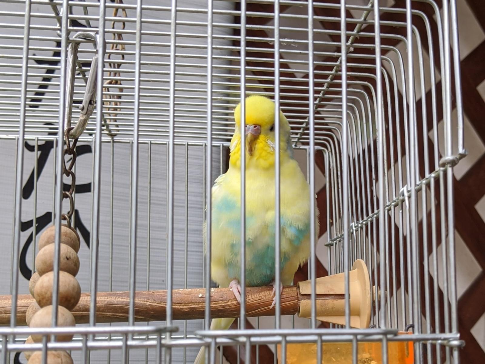 保護された鳥 保護された鳥