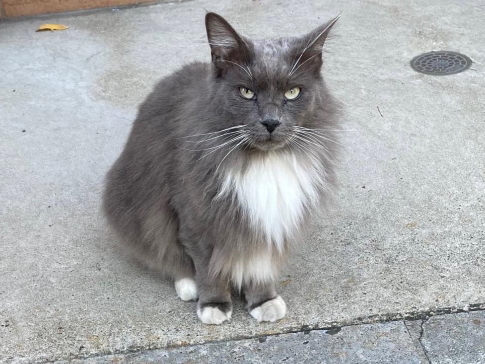 目撃された猫 目撃された猫