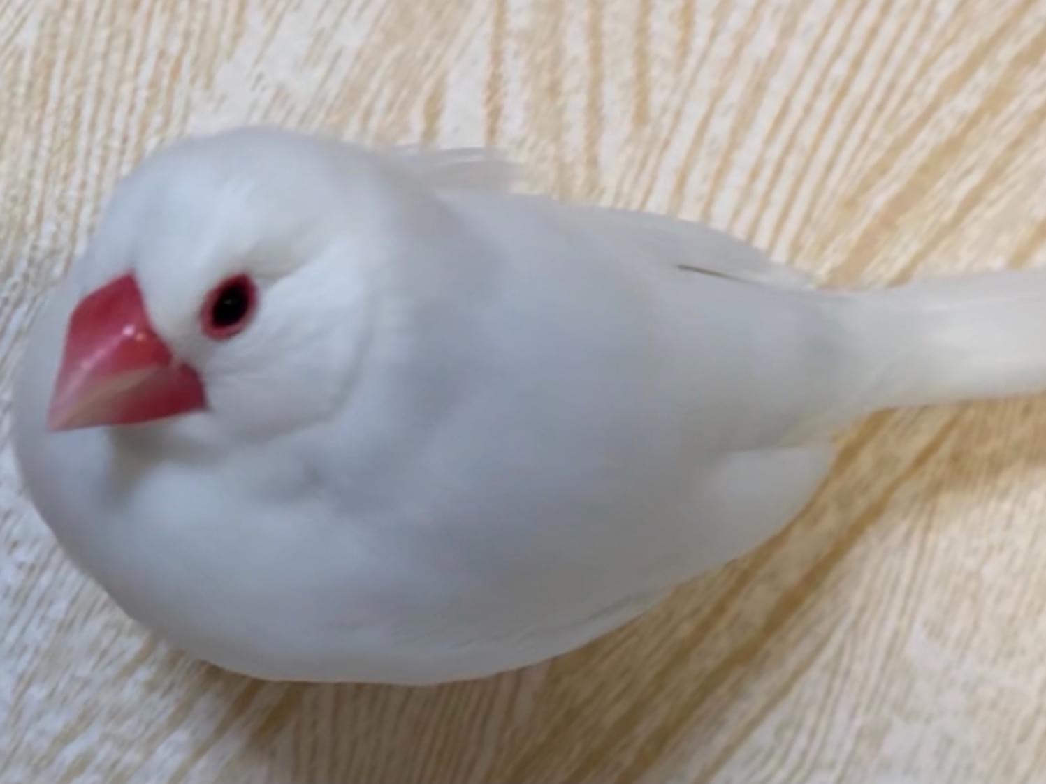 こすけちゃん こすけちゃん