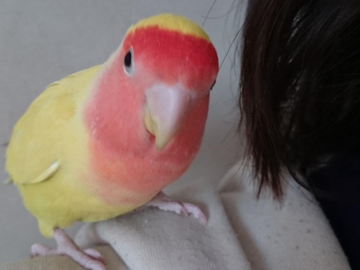 インクちゃん インクちゃん