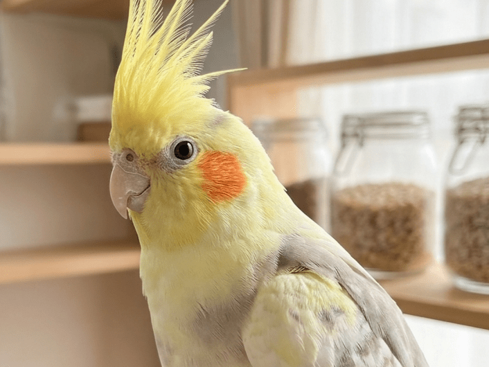 ソラちゃん ソラちゃん