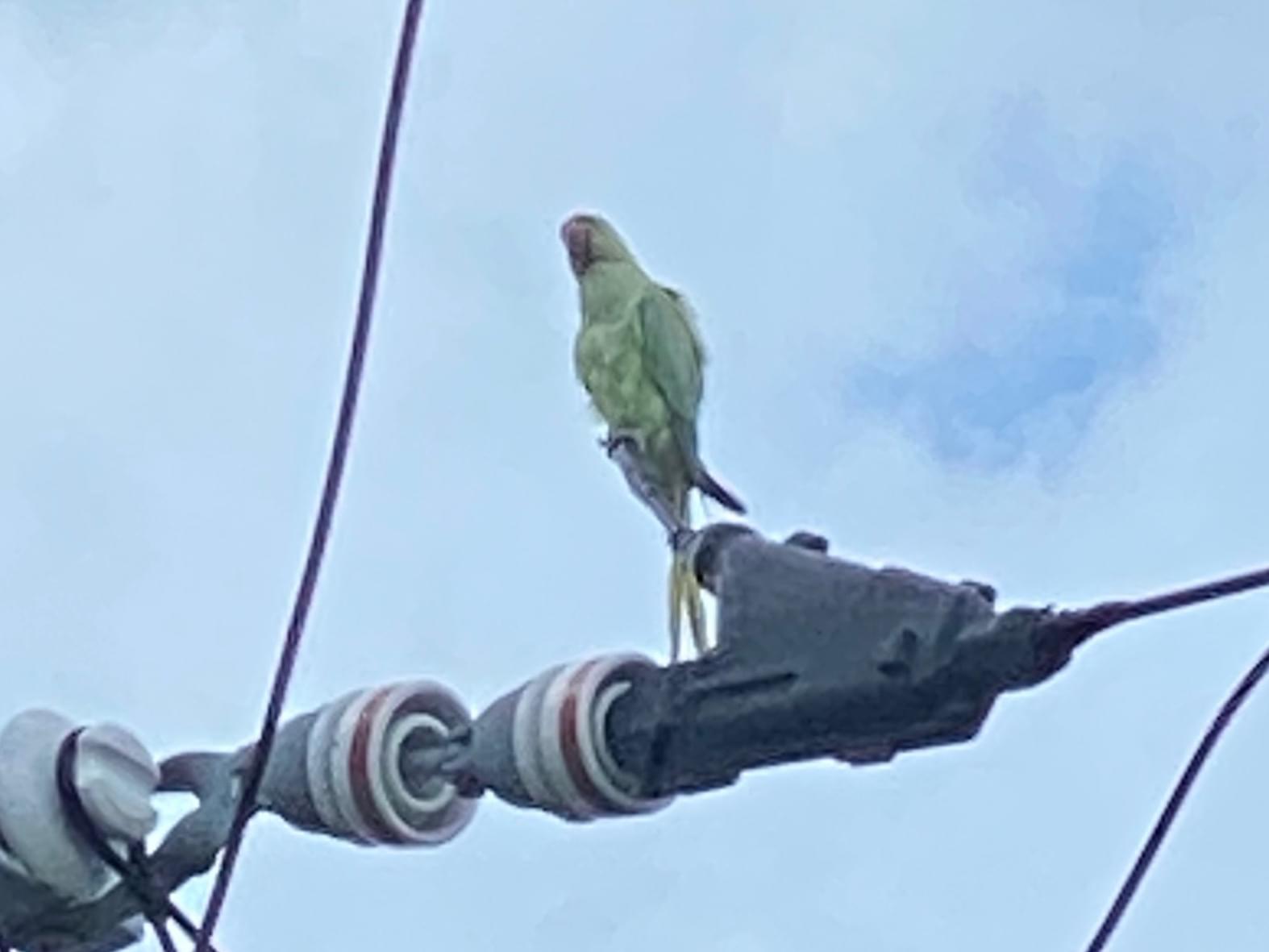 目撃された鳥 目撃された鳥