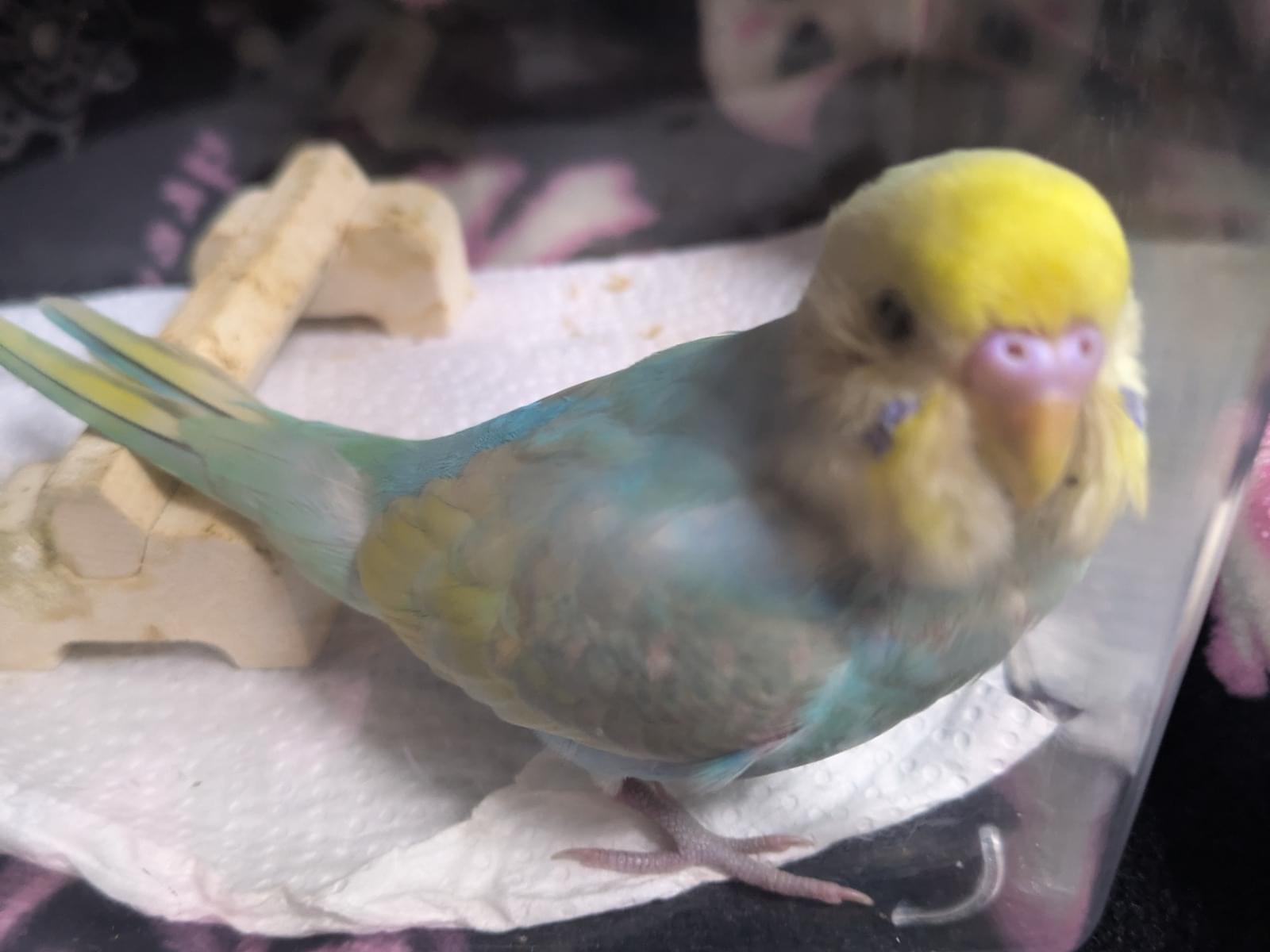 保護された鳥 保護された鳥