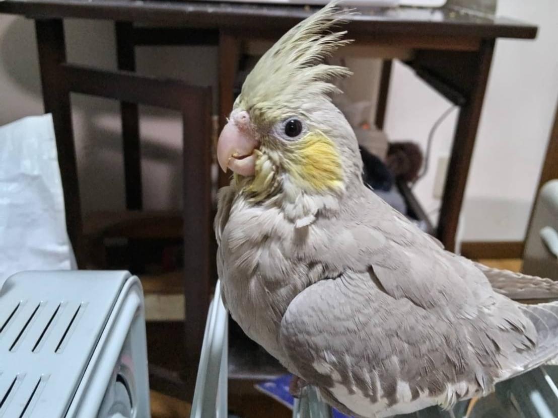 ピッピちゃん ピッピちゃん