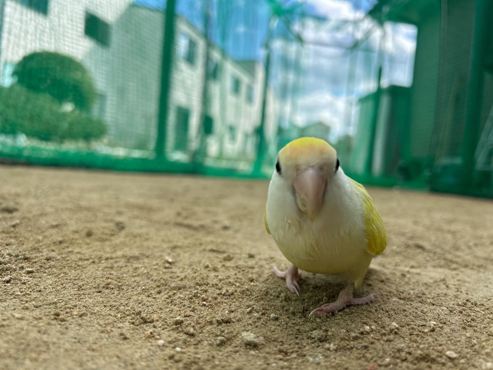 ココちゃん