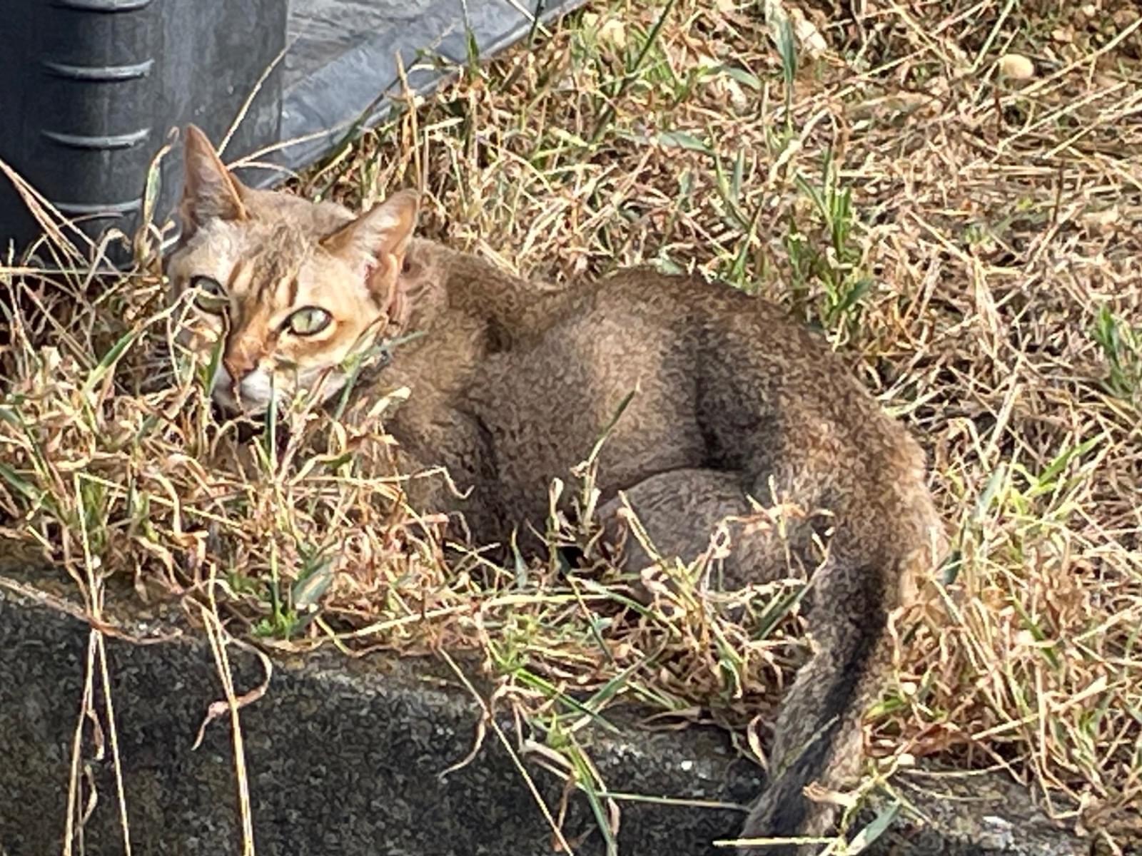 目撃された猫 目撃された猫