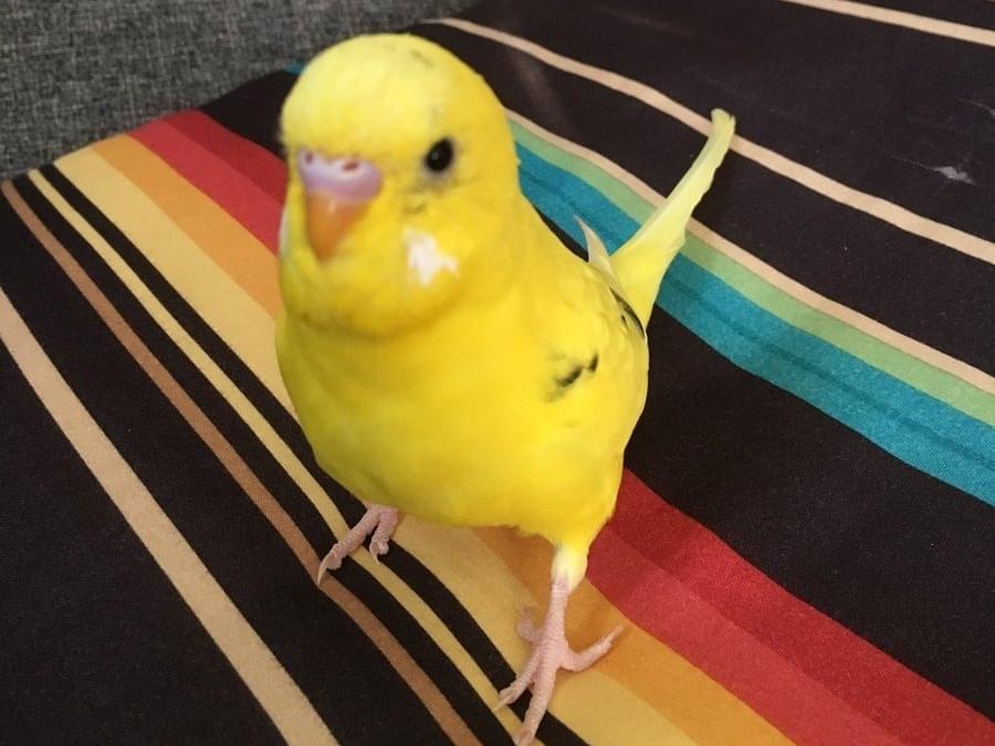 まろんちゃん まろんちゃん