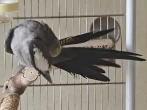 オカメインコ探しています(色はノーマル) オカメインコ探しています(色はノーマル)