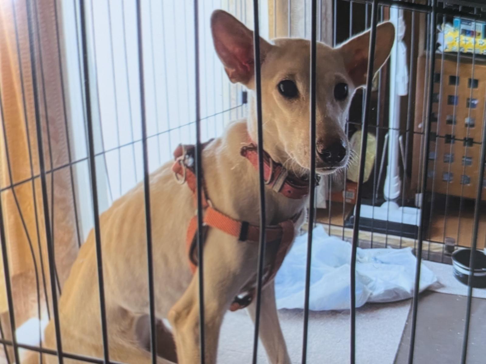 シェルちゃん シェルちゃん