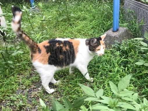 迷子になった猫 迷子になった猫