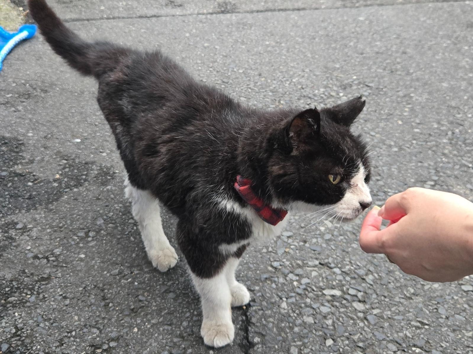 目撃された猫 目撃された猫