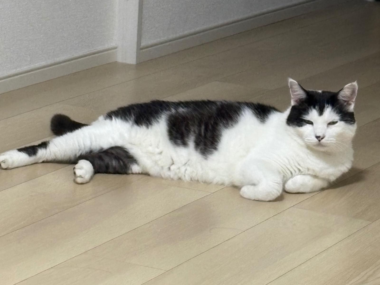 くうちゃん くうちゃん