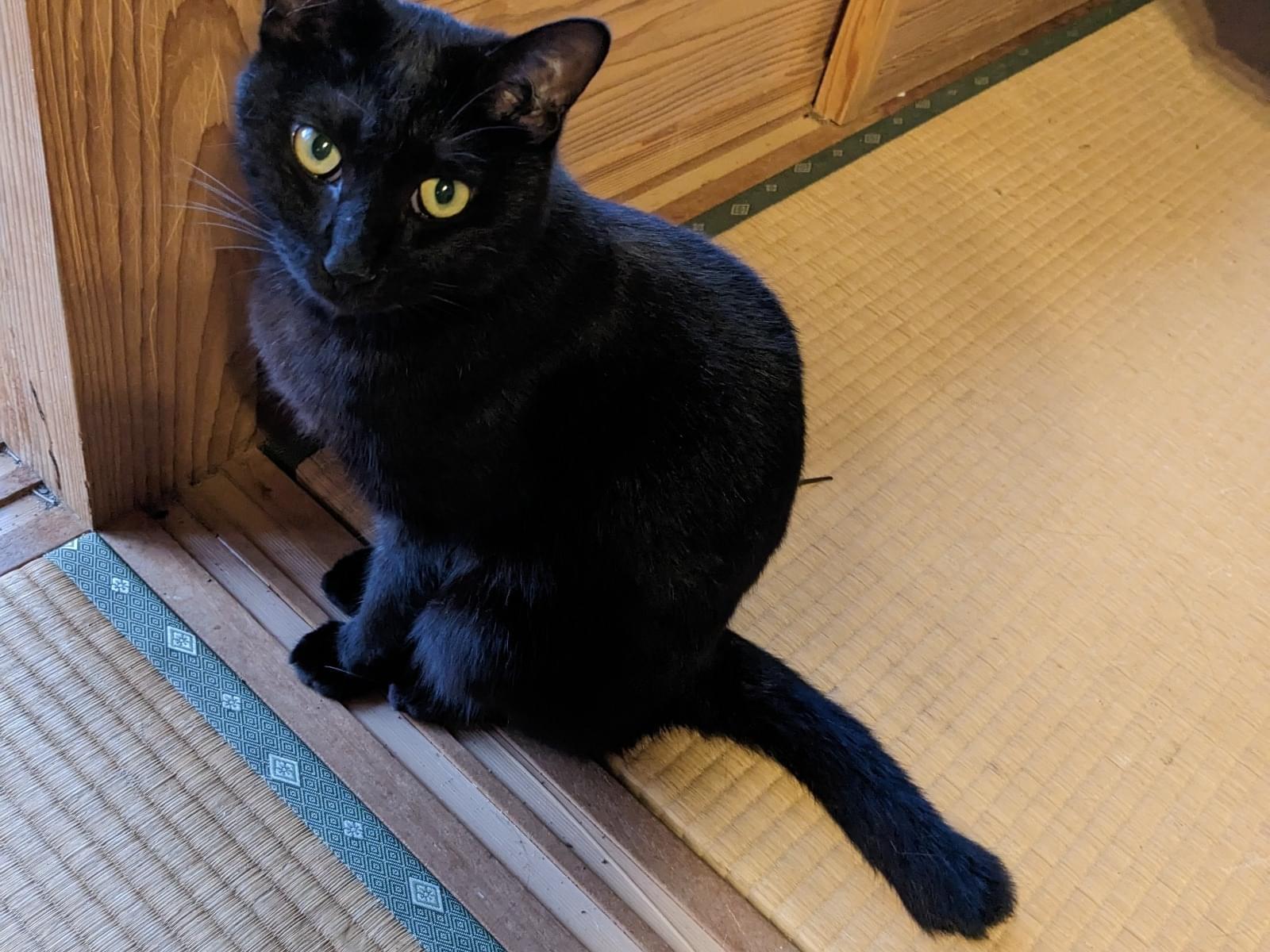 チビクロちゃん チビクロちゃん