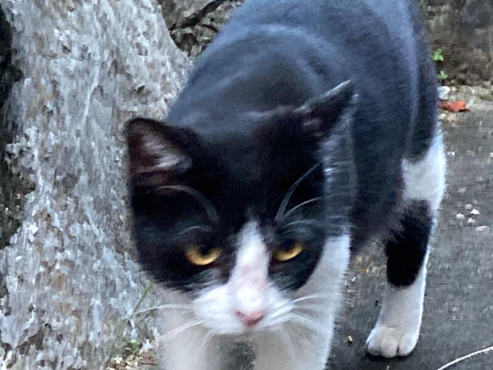 目撃された猫 目撃された猫