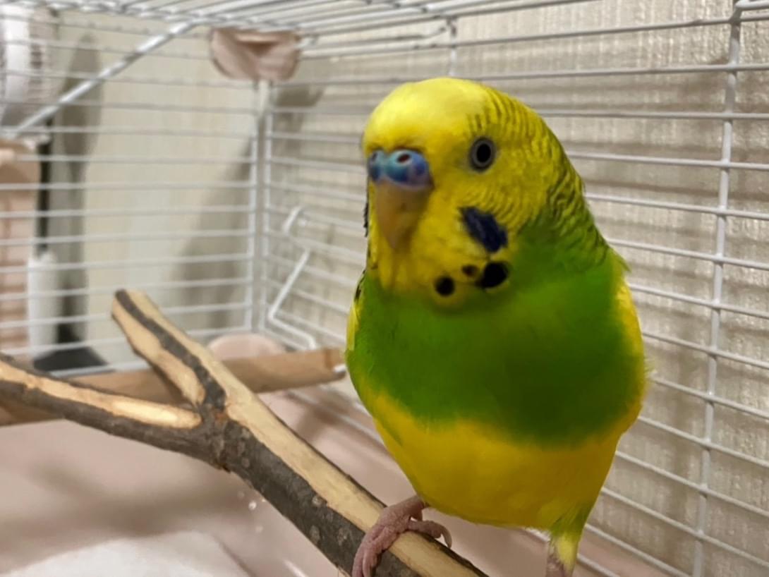 保護された鳥 保護された鳥