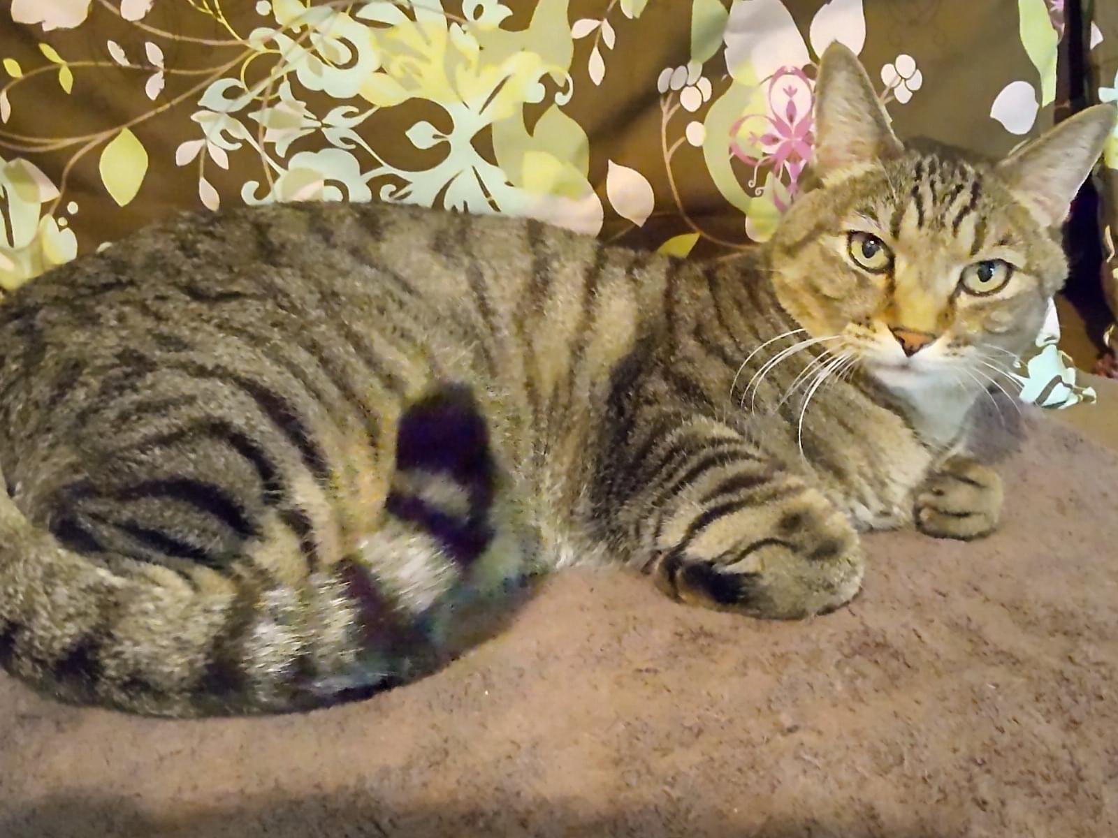 ロミちゃん ロミちゃん