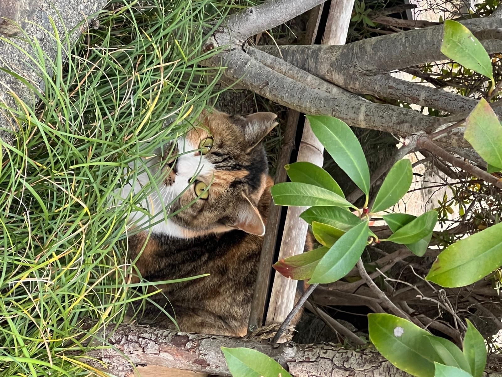 目撃された猫 目撃された猫