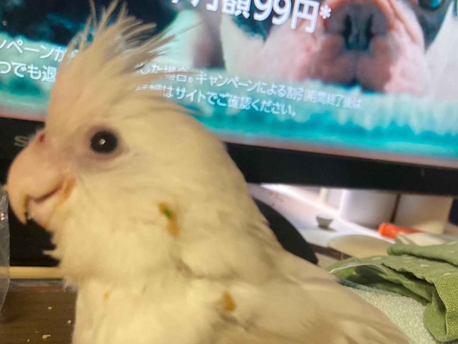 ハピちゃん ハピちゃん