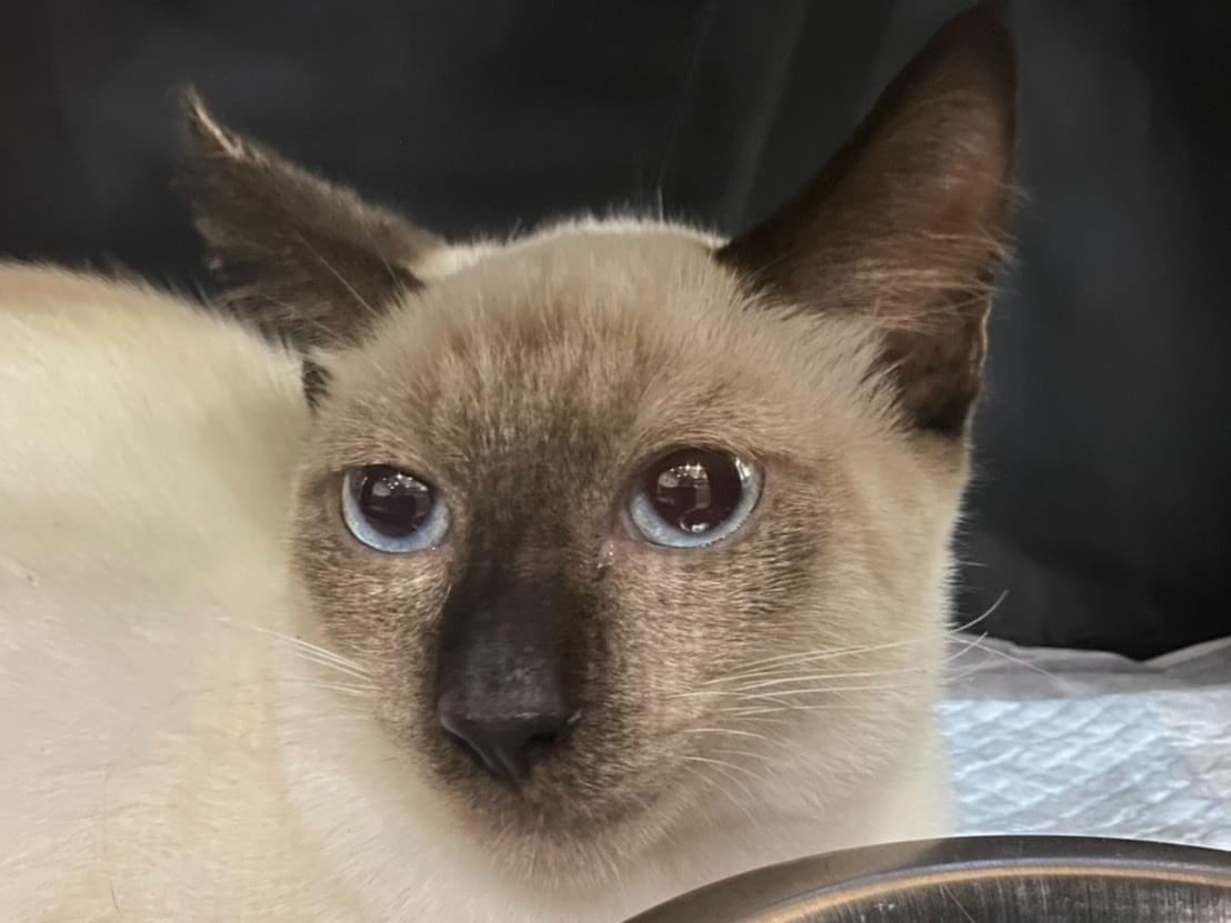 保護された猫 保護された猫