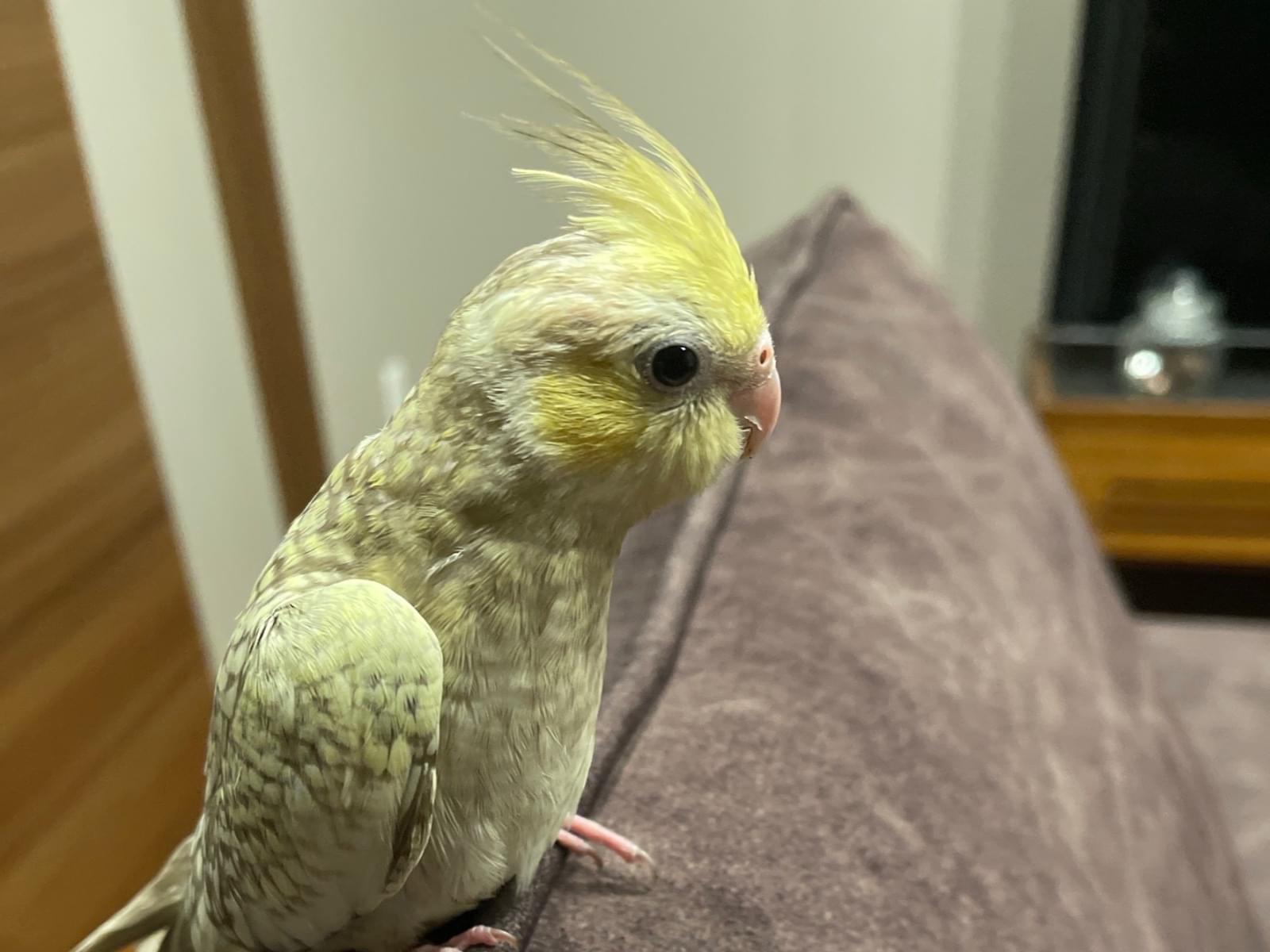 メロディちゃん